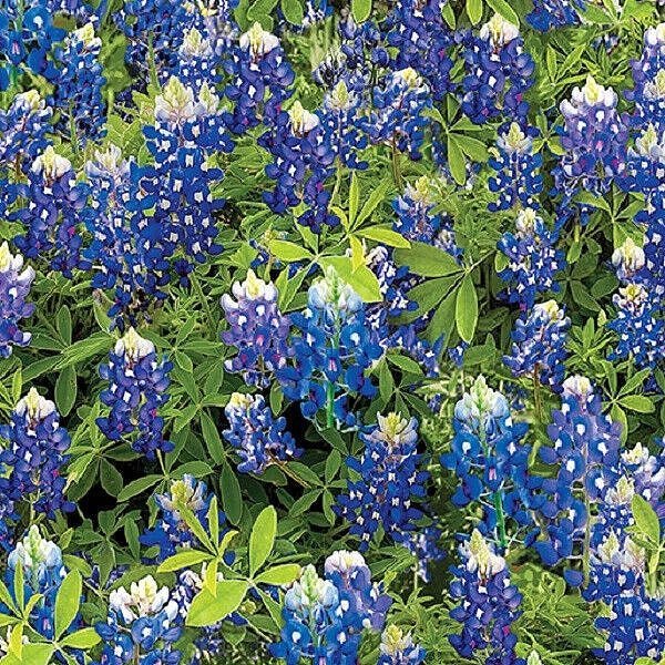 108" Wide Quilt Backing Bluebonnet Flowers from Benartex – Remnant 36″ × 108″ - Benartex from Fort Worth Fabric Studio