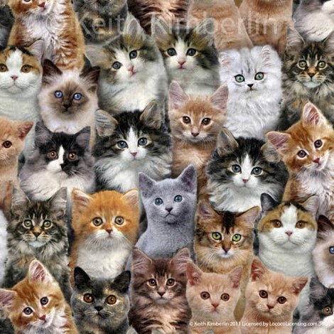 Adorable Pets Packed Cats Multi - Elizabeth's Studio from Fort Worth Fabric Studio