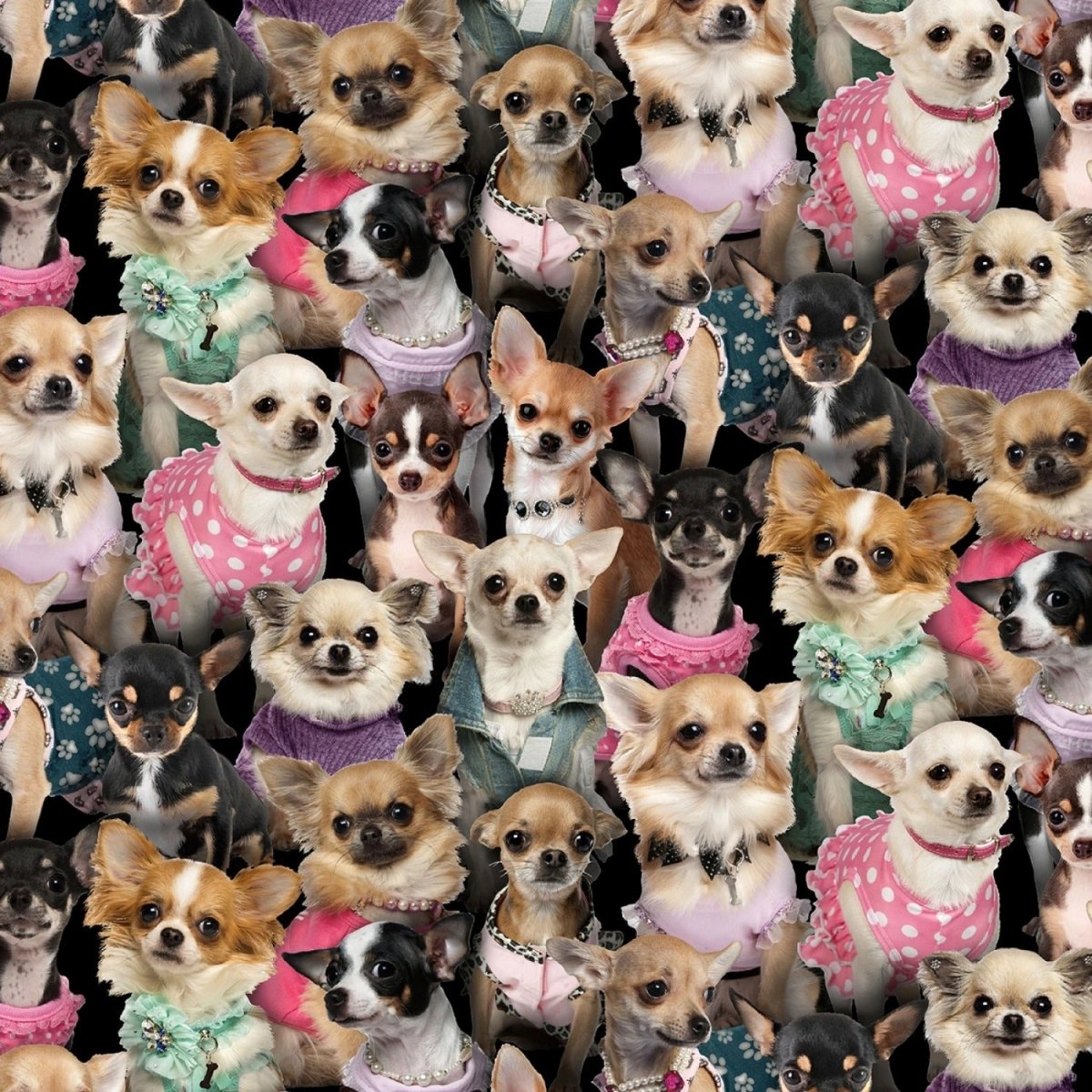 Best Friend Chihuahuas - Elizabeth's Studio from Fort Worth Fabric Studio